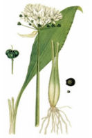 B�rlauch