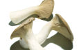 kr�uterseitlinge